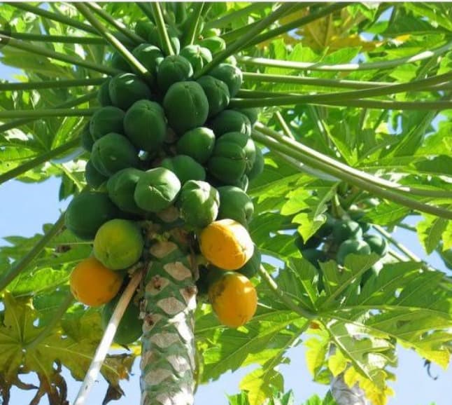 Health Benefits of papaya