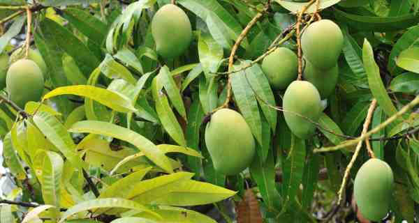 benefits of mango leaves