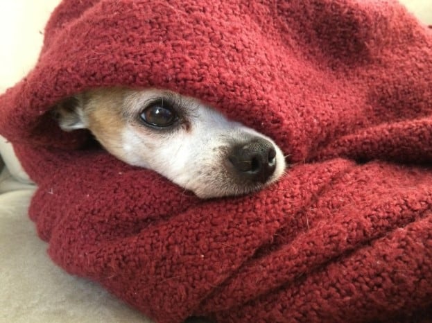 Pet in a Photo Blanket