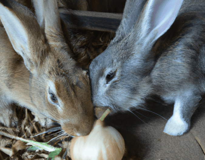 Can Rabbits Eat Garlic