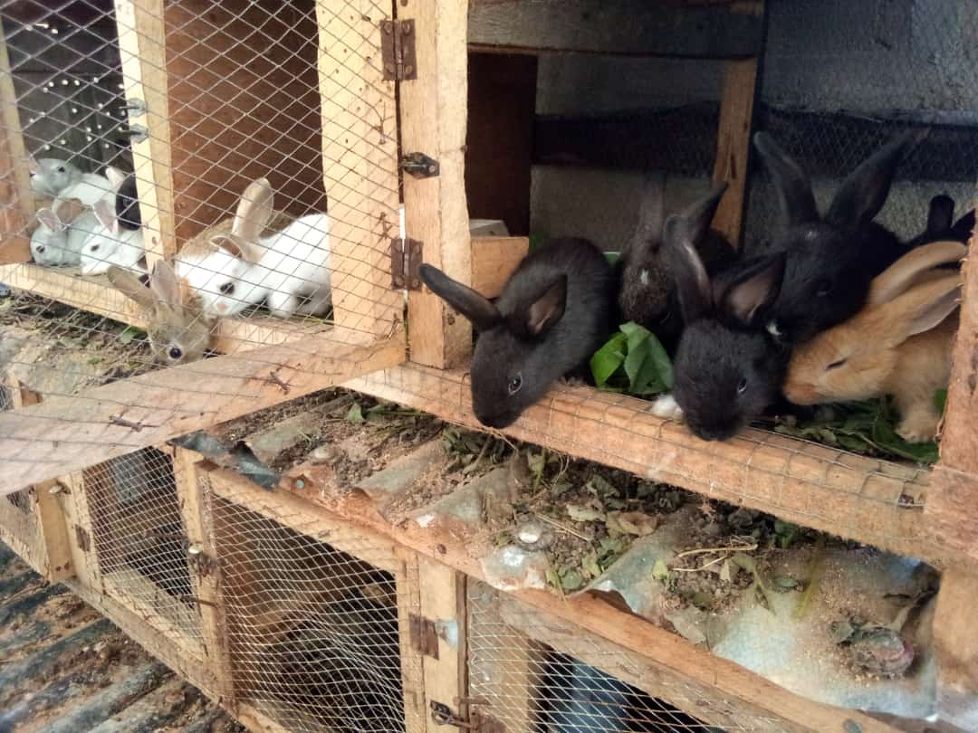 Pics From Our Rabbitry