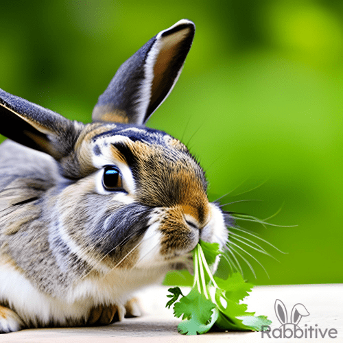 Can Rabbits Eat Cilantro? (Benefits and Risks To Avoid)