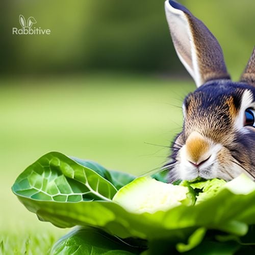 What Kind Of Lettuce Can Rabbits Eat? (List Of Safe Ones)