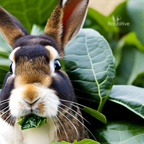 Can Rabbits Have Collard Greens? (Benefits & P. Risks)