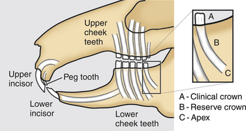 Rabbit Dental Anatomy