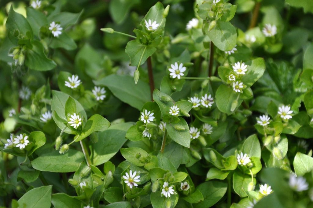 Pictures Of Weeds Rabbits Can Eat - Chickweed Stellaria media