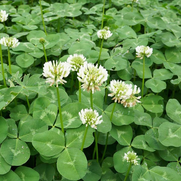 Pictures Of Weeds Rabbits Can Eat - Clover Trifolium